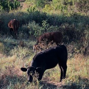 Meet your Posher, Wayne